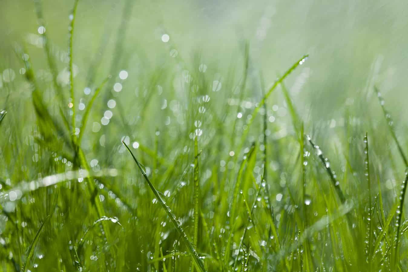 Græs i regnvejr, Kan man slå græs i regnvejr?